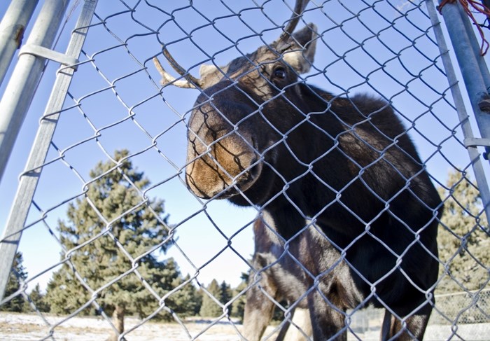 Gill the moose is one of the animals you will be supporting at the Cochrane Ecological Institute &#038; Cochrane Wildlife Reserve Society, if you purchase a Christmas tree