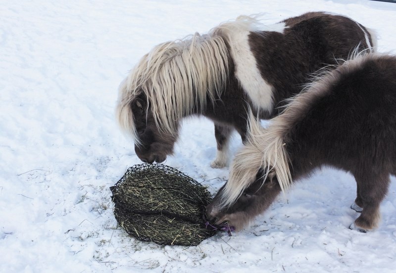 Storm and Dancer enjoy a winter meal in a slow feeder net, which is a great way to feed horses in winter.