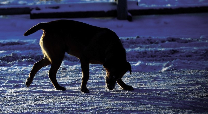 Cochrane town council has approved a pilot project that will see off-leash dogs in Sunset Ridge.