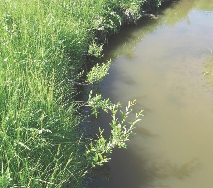 With the help of volunteers and partners, the Bow Valley Riparian Recovery and Enhancement Program will be working on stream banks in Cochrane and Airdrie in their upcoming