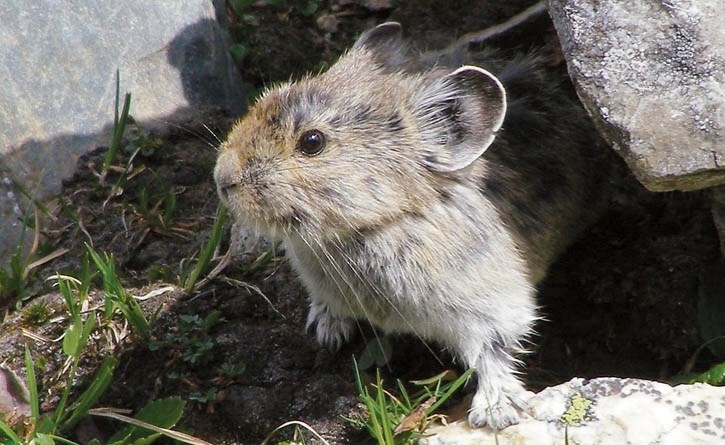 The American pika may not be as vulnerable to climate change as originally thought.