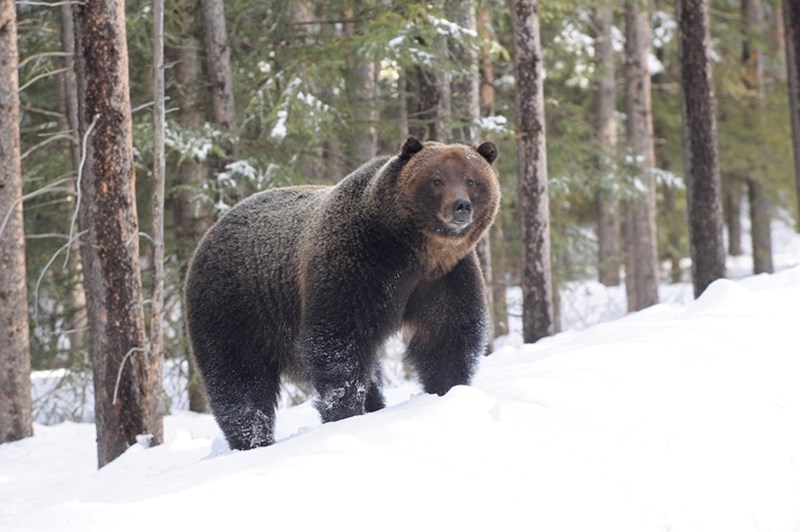Wildlife officials are warning people to beware of bears coming out of hibernation early due to the warm weather.