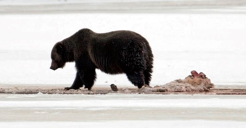 Grizzly stands over partly eaten cow elk carcass after the ungulate drowned in the Bow River in 2013. Another elk broke through thin ice and drowned at a similar location in