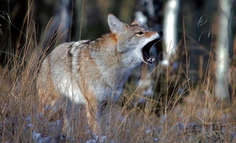 Scientists predict coyotes will likely have an easier time adapting to climate change than other species.