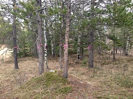 Trees are being cleared for a space Alberta Parks needs for a staff accommodation project at Bow Valley Provincial Park.