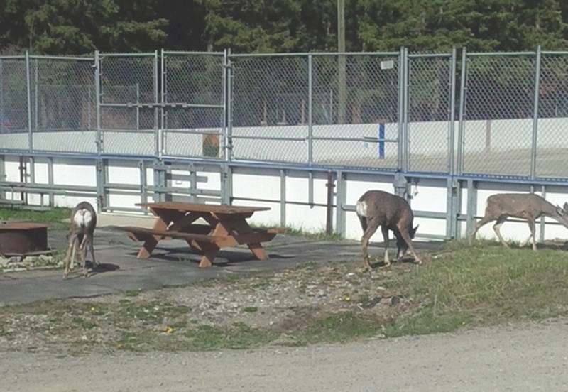 Residents of Bragg Creek are hoping to keep their hockey rink through repairs and improvements to the Bragg Creek Community Centre, which was damaged by a water leak in