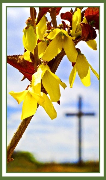 Empty cross and forsythia in Sacred Garden, St. Mary&#8217;s Church, Cochrane, symbolize the risen Christ&#8217;s triumph over death and the grave.