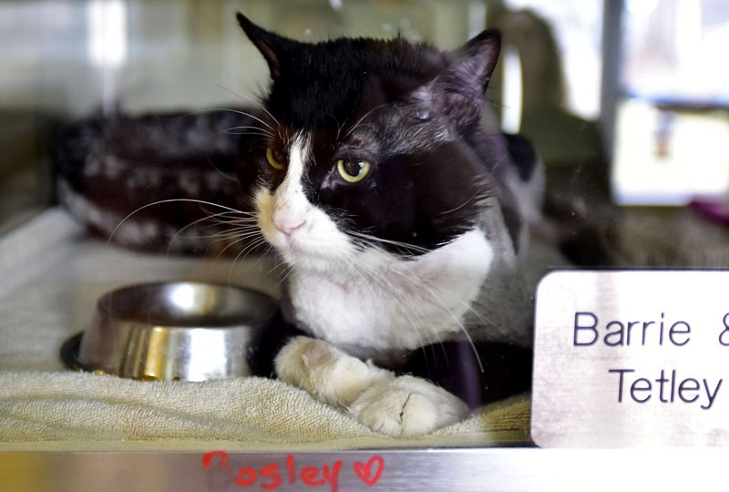 Bosley is the first feline taken in from Airdrie.
