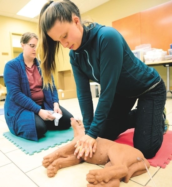 Left, Jennifer Leslie prepares to practice CPR while Alex Owen performs CPR during a pet first aid course held at the Cochrane &#038; Area Humane Society on April 23.