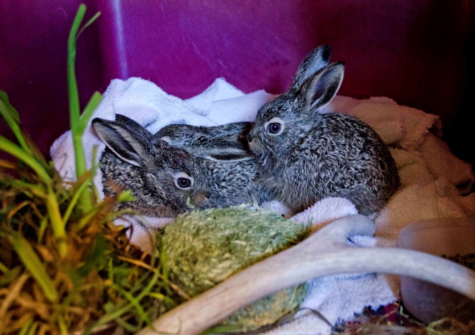 Three recently orphaned baby hares that have been placed in the Cochrane Ecological Institutes care. JENNA DULEWICH/COCHRANE EAGLE