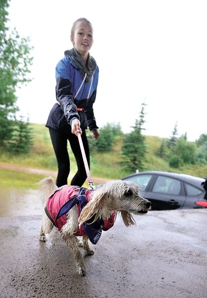 Brielle Mitchell and Lucy May, a Bichon-Poodle climb from a lake size puddle of water. The Cochrane Area Humane Society&#8217;s annual Mutt Strut in 2013.