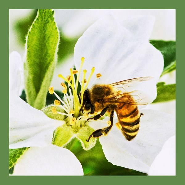 Ah, the bee: symbol of honey and good crops to come, but also of pain for those who get stung.