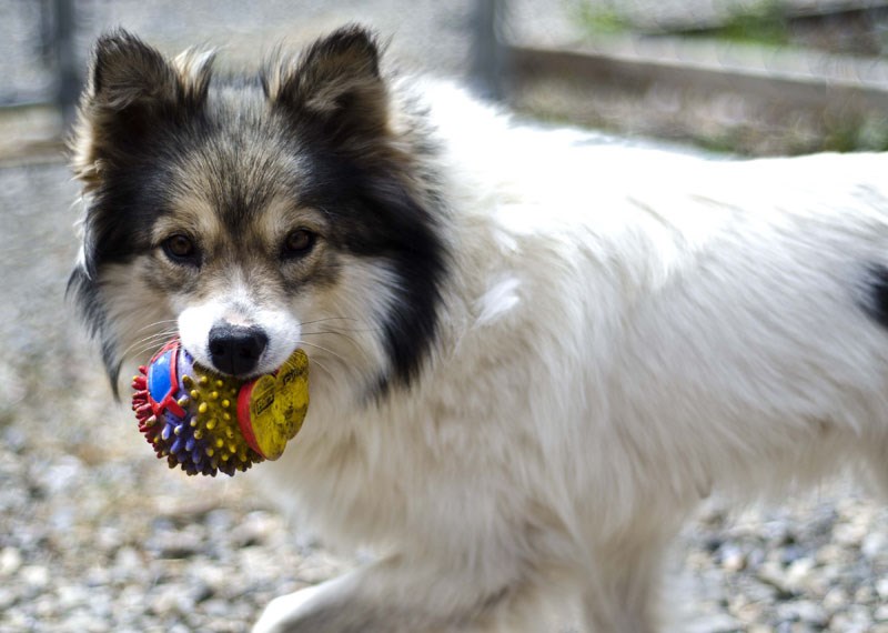 Meadow, one of the rescues from the Saskatchewan seizure earlier in April &#8211; where 70 dogs were seized from a farm southeast of Regina &#8211; currently at the Cochrane