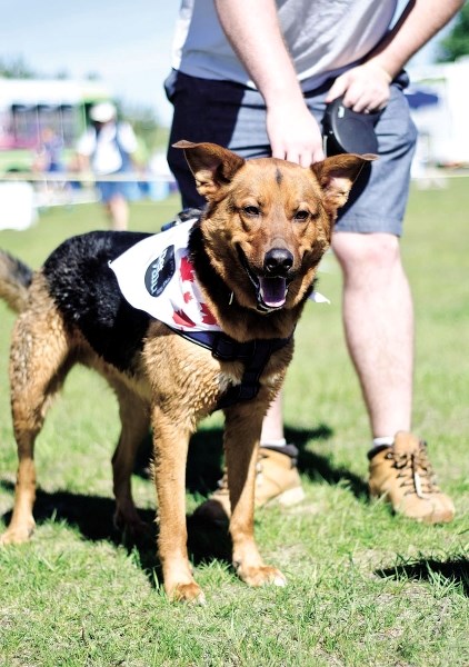 Zeus enjoys the annual Mutt Strut, hosted by the Cochrane &#038; Area Humane Society at Mitford Park last Saturday.