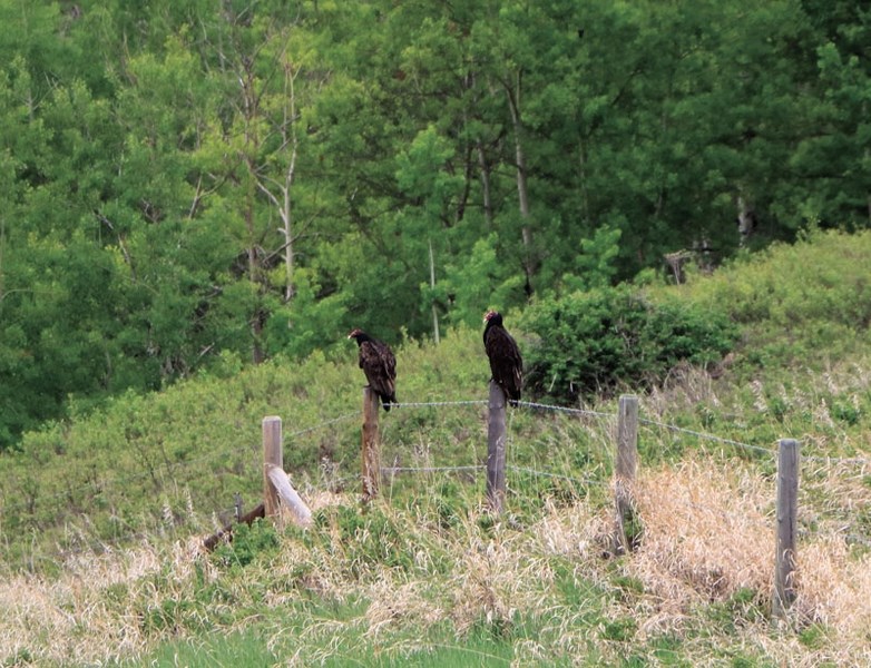 Turkey Vultures rest on a fence post near Big Hill Springs Provincial Park.