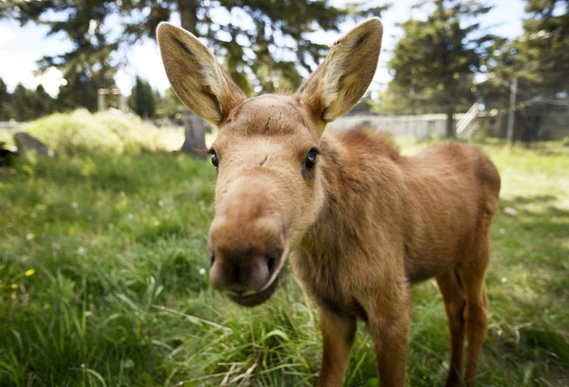 Ferdinand the baby moose is the newest rescue at the Cochrane Ecological Institute.