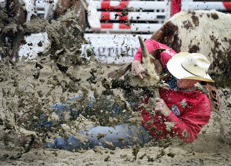 Cochrane cowboy Tanner Milan tries to bring his steer down during Final Sunday at the Calgary Stampede on July 17. Unfortuantely for the 32-year-old cowboy he didn&#8217;t