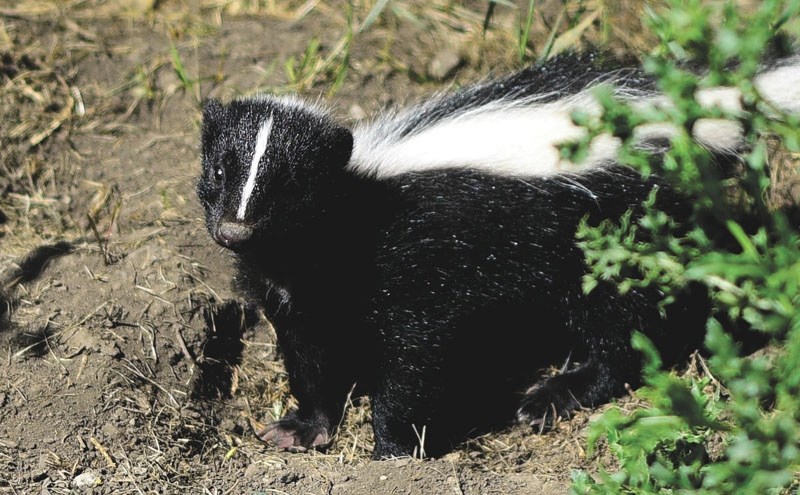An active time of year for striped skunks as mating season is upon us. 