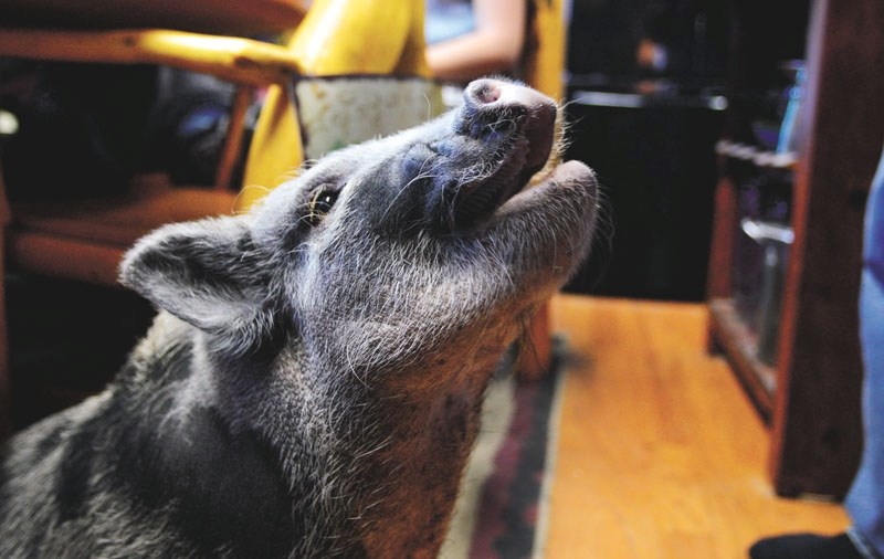 Emmy the pig has a new home near Cochrane.