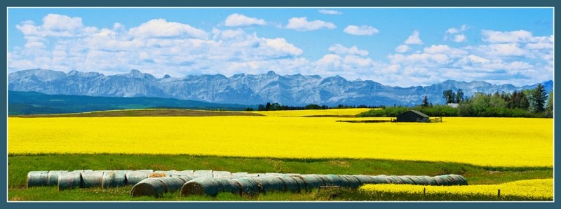 Folks driving west into Cochrane along Highway 1A are greeted by fields of golden canola embraced by the Canadian Rockies, as in this vista observed near Lochend Road.