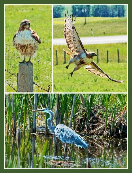 A red tailed hawk perches nervously on fencepost before taking flight, while a great blue heron struts its stuff in local pond.