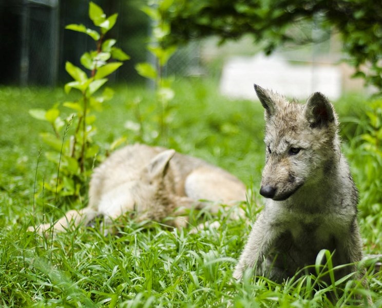 Two of the Yamnuska Wolfdog Sanctuary&#8217;s newest residents, Grizz (left) and Quinn (right), 13-week old wolfdog pups from Idaho.