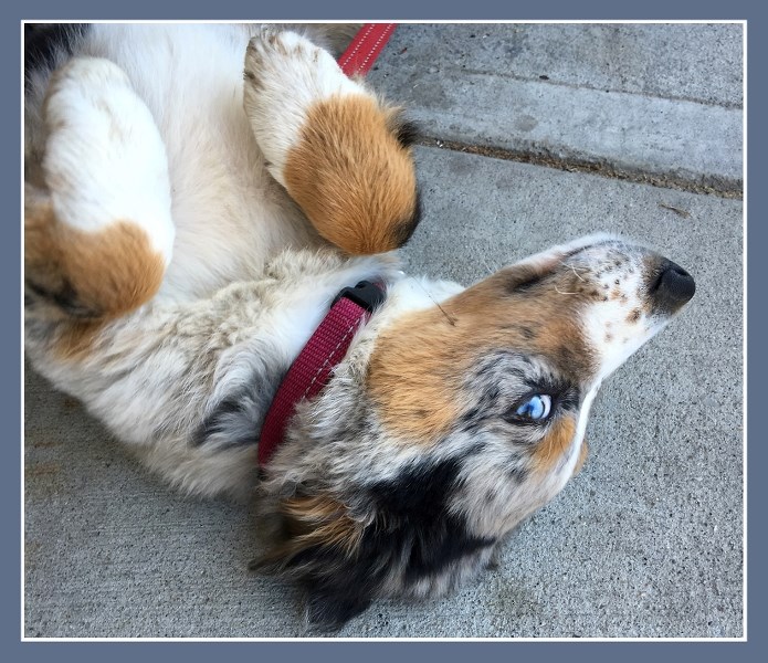 Rick Ducommun&#8217;s new sidekick, Australian shepherd pup Wyatt Earp, pleads with longing eyes to have his belly rubbed.