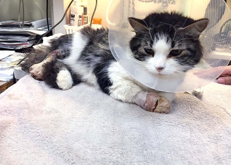 Charlee is recovering from surgery to amputate her leg after she was found bound with a zip tie.