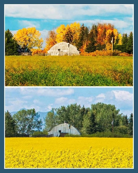 Summer bows to autumn, as a tiara of golden aspens crowns a field once glorious in golden canola along Highway 1A east of Cochrane.