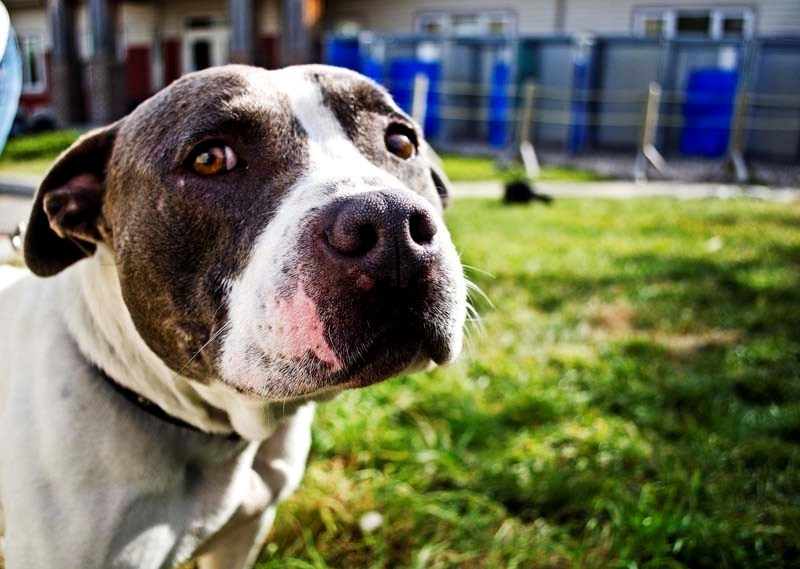 Vincent, a two-year-old &#8216;pitty&#8217; mix from the Cochrane &#038; Area Humane Society, who was adopted shortly after this photo was taken, poses for a photo on Oct. 4