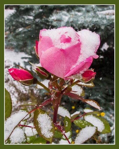 A hope-filled rose and four rosebuds refuse to let a little snow keep them from making the world a more beautiful place.
