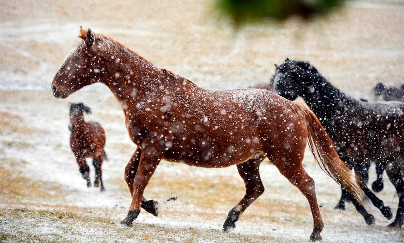 Dr. Sandie Hucal brings her wild horses in for some hay at the Free Spirit Sanctuary on November 15, located north on Grand Valley Road.