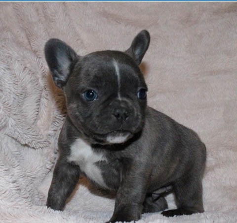 The stolen French Bulldog puppy valued at $4,000.