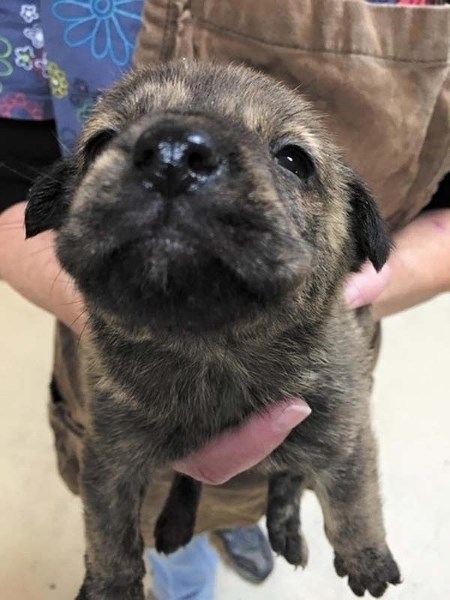 Deciding to adopt during the holidays.