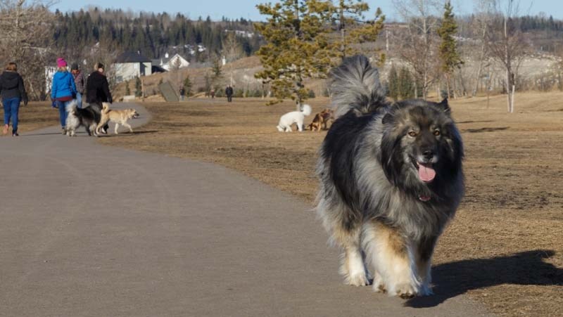 Milo takes a stroll at the off leash dog park in Cochrane on Monday, March 20, 2017.