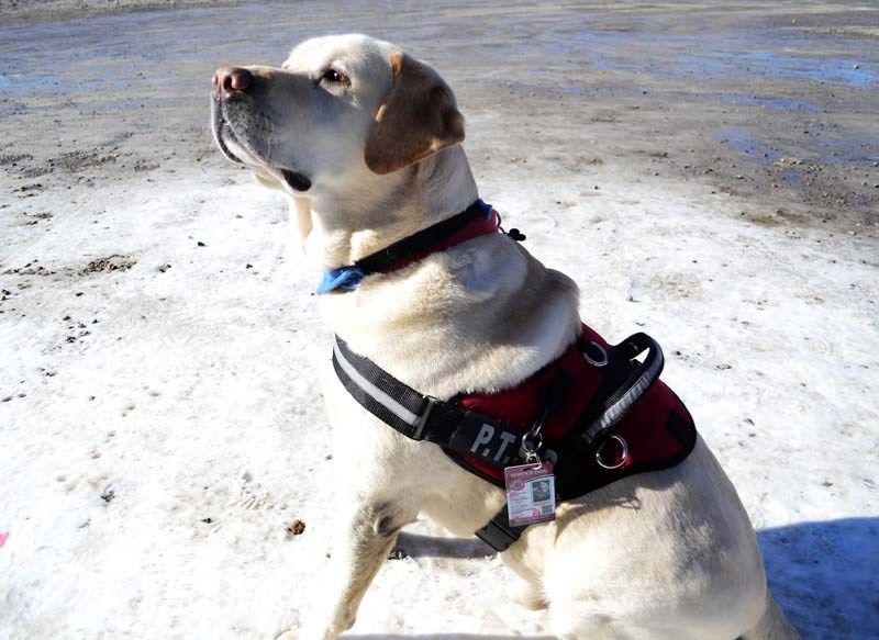 Barley the Western Service Dog. A registered labrador retriever, Barley is trained to specialize in psychiatric and mobility assist service dog.
