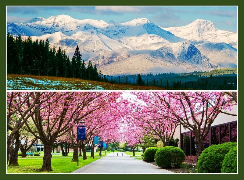 Snow-covered mountain grandeur near Morley shares awe with cherry-blossom splendour on Trinity Western University campus near Langley, BC.