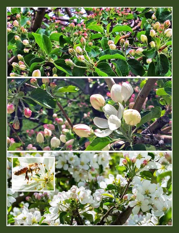 Patience pays off for our backyard apple tree: May 17, promise-filled buds; May 19, encouraging first blossom; May 21, bee-satisfying full bloom.