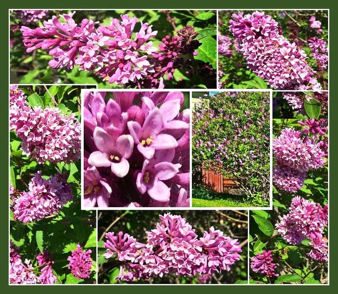 The easily overlooked lilac bush in our front yard is a late bloomer, but when it finally does blossom forth, it celebrates the season with evocative enthusiasm.