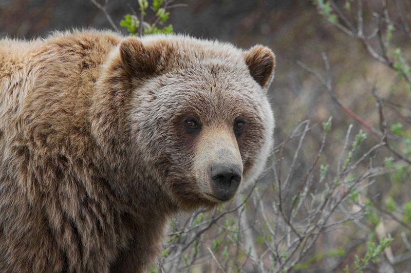 An altercation with a grizzly bear that sent a male in his 50s to hospital with serious soft-tissue injuries on the weekend is a reminder to exercise caution this season