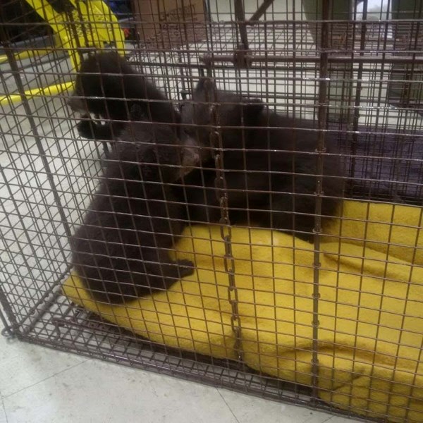 Three black bear cubs, pictured, were discovered in a washroom along the side of the Trans-Canada Highway near Banff on April 1. Due to provincial regulations, the cubs could 
