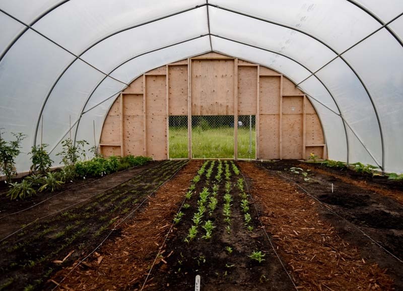 The Iyahrhe Food Bank garden.