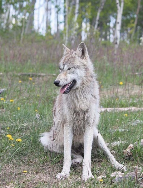 Wolfdog Quinn from Yamnuska Wolfdog Sanctuary gets cast in Heartland.