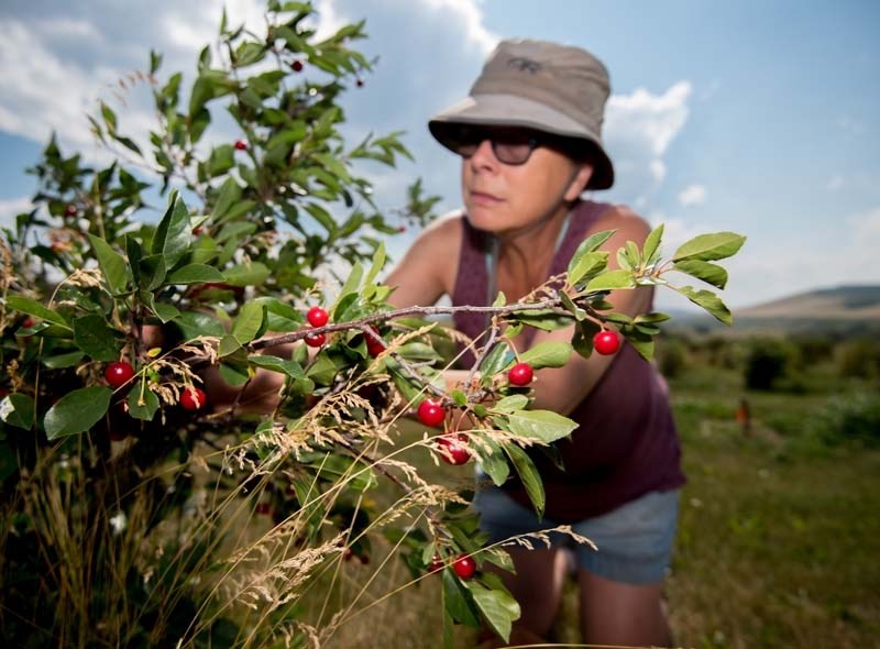 Tannis Hushagen picks cherries on her farm in Cochrane on Friday, July 28. Due to the dry weather, Hushagen has had to hand-water her trees to keep them hydrated.