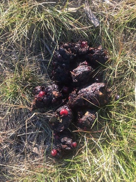 Bear scat has been spotted on the trails in the Riviera and Riversong areas.