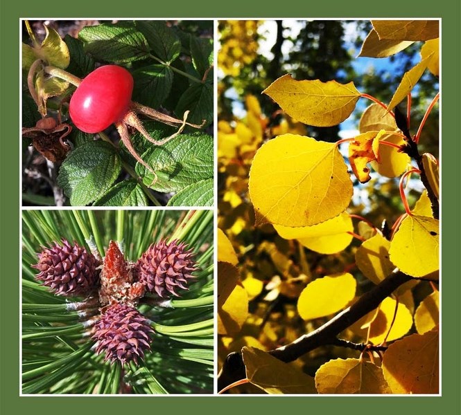 A rosehip, some pine cones and a treasure of golden leaves celebrated the return of autumn in the Sacred Garden at St. Mary&#8217;s Church, Cochrane.