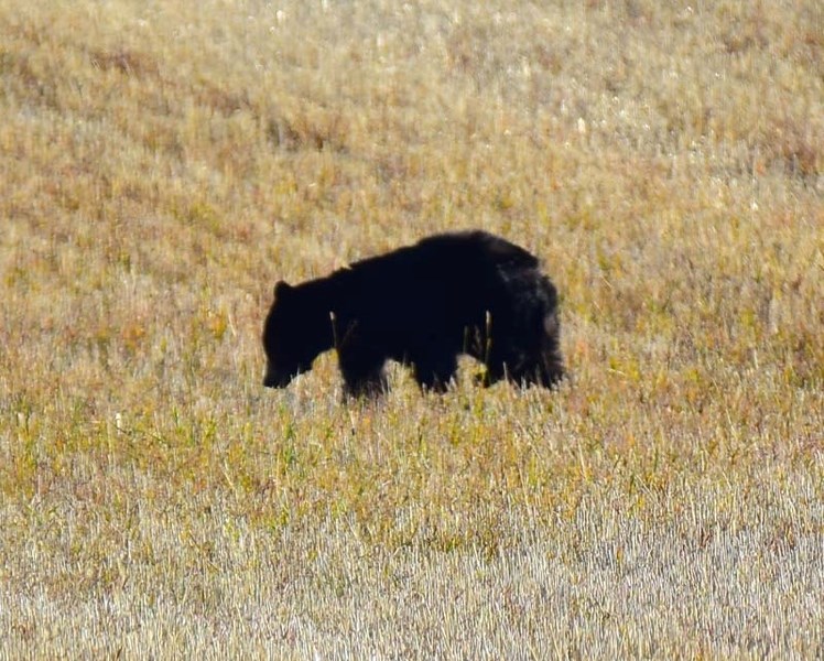 A small black bear, believed to be between three and four years old, has drawn the attention of homeowners and animal lovers after it was spotted in the fields south of