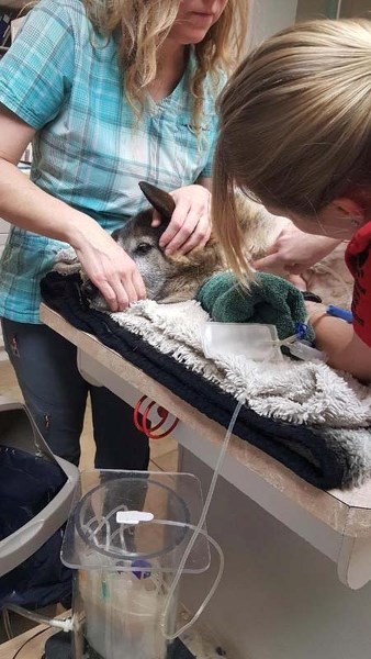 Brody the dog donated blood on Dec. 10 at the Arrowhead Veterinary Centre dog blood drive.