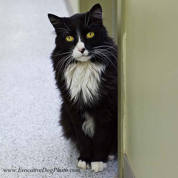 Norman the cat was instrumental in the start of the Cochrane and Area Humane Society&#8217;s end of life program.