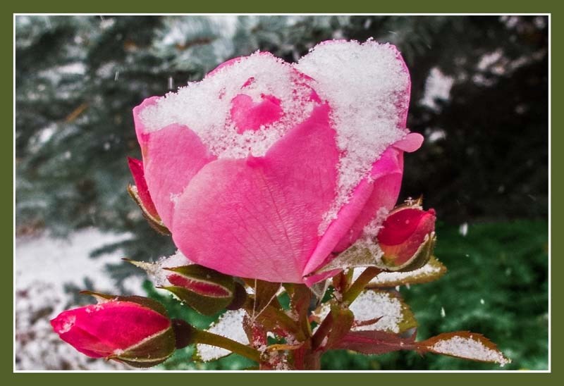 In autumn of life, snow-covered rose leaves legacy of loveliness and hope for the future.